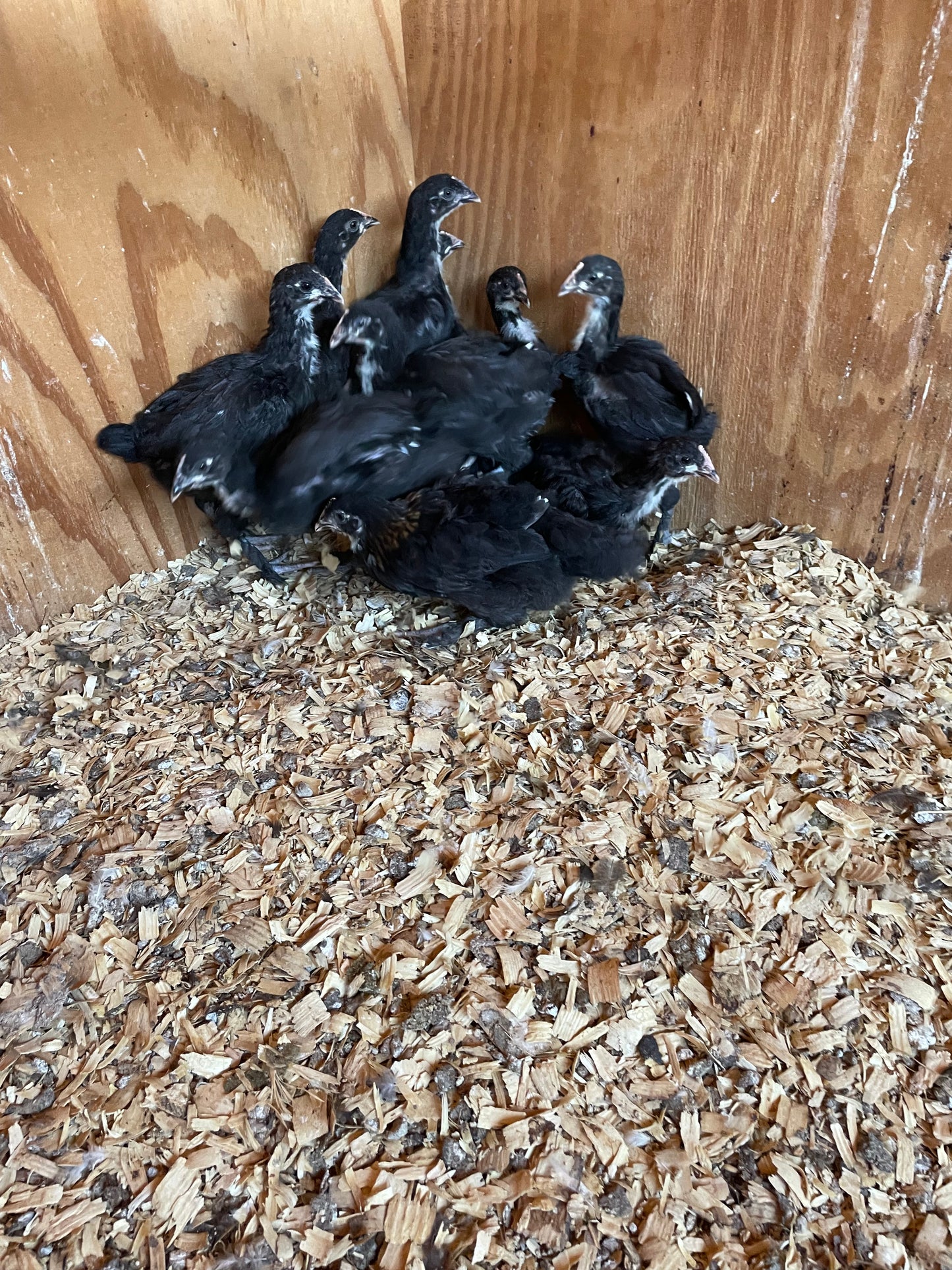 Black Copper Marans Trios 2 Pullets and 1 Cockerel