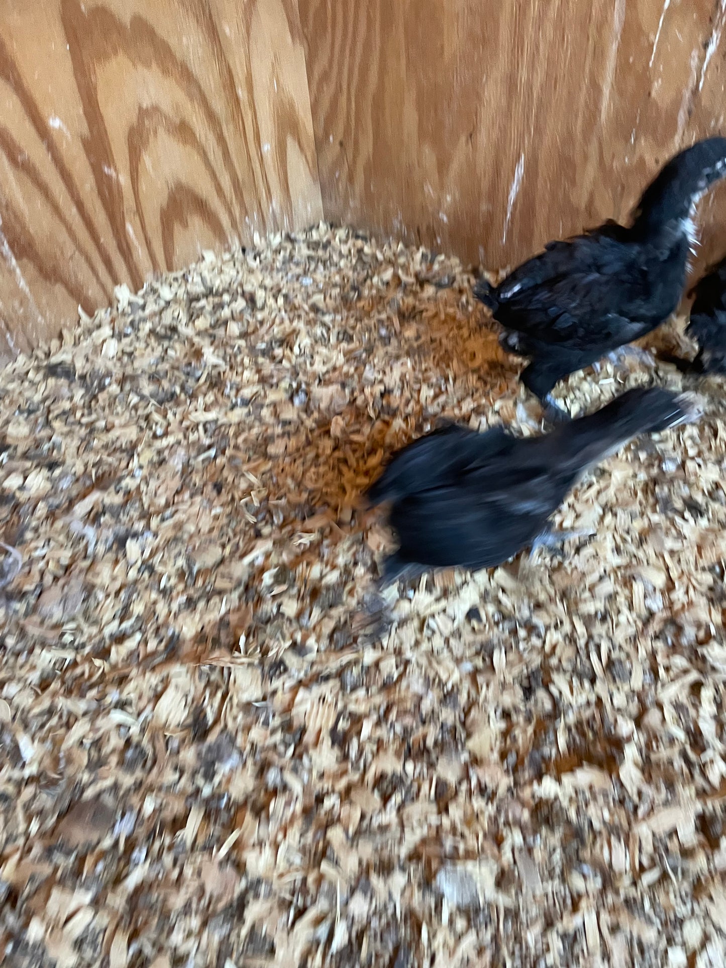 Black Copper Marans Trios 2 Pullets and 1 Cockerel