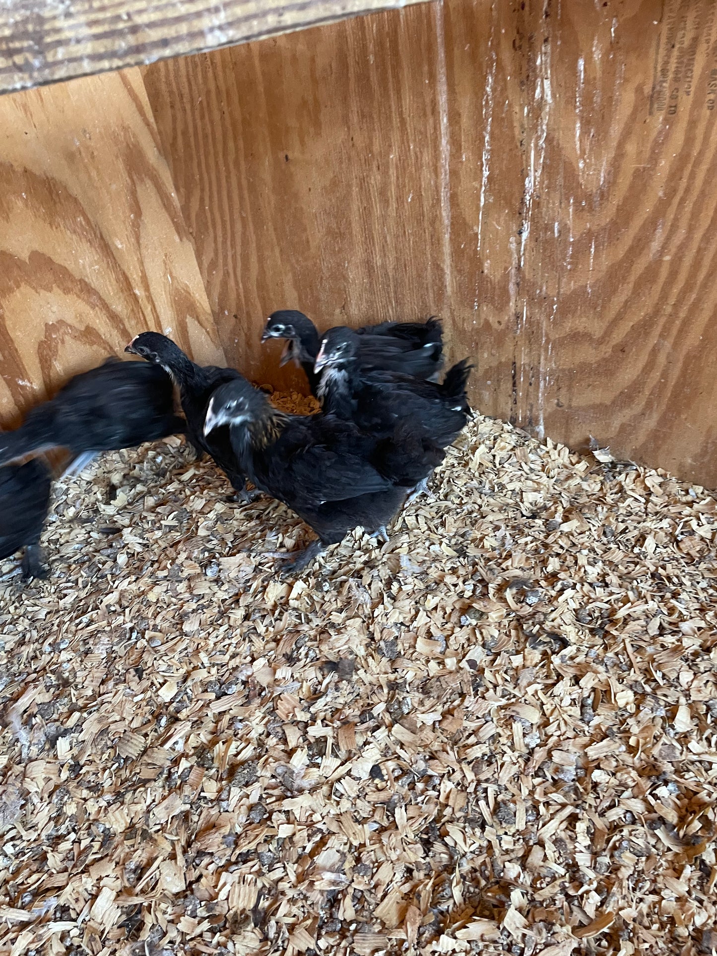 Black Copper Marans Trios 2 Pullets and 1 Cockerel