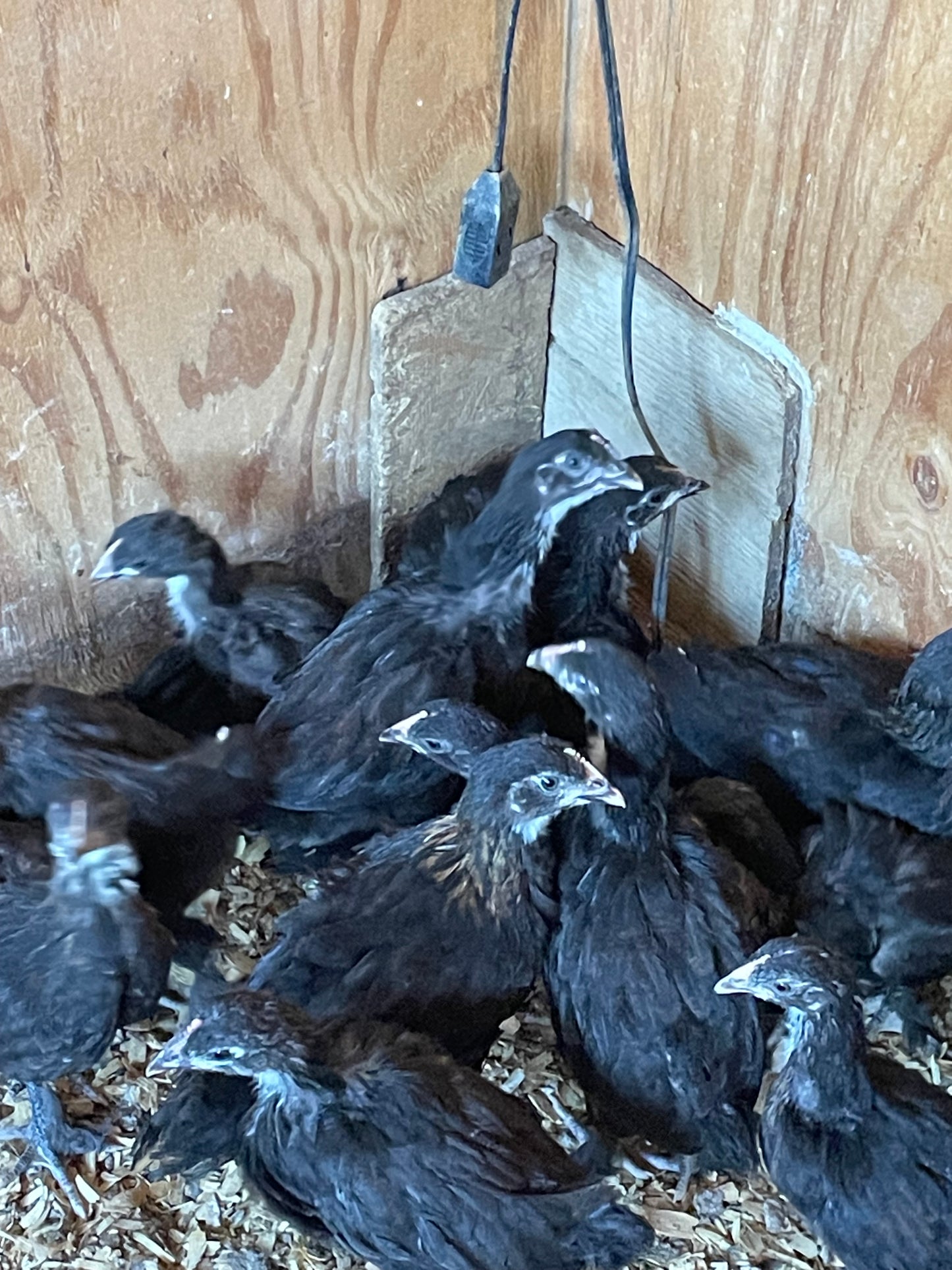 Black Copper Marans Trios 2 Pullets and 1 Cockerel