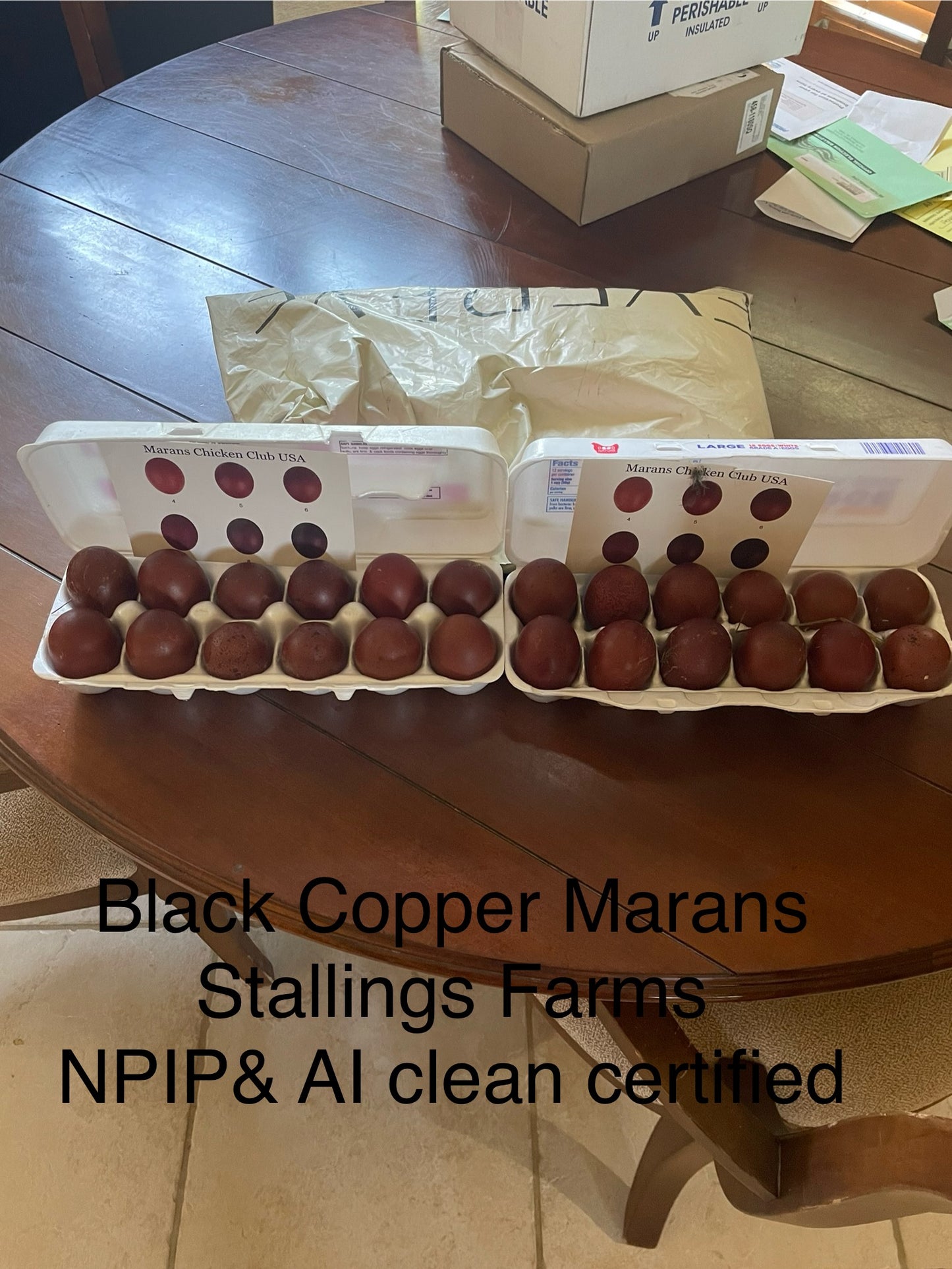 Black Copper Marans chicks. Purchase a dozen, shipping is free month of June.