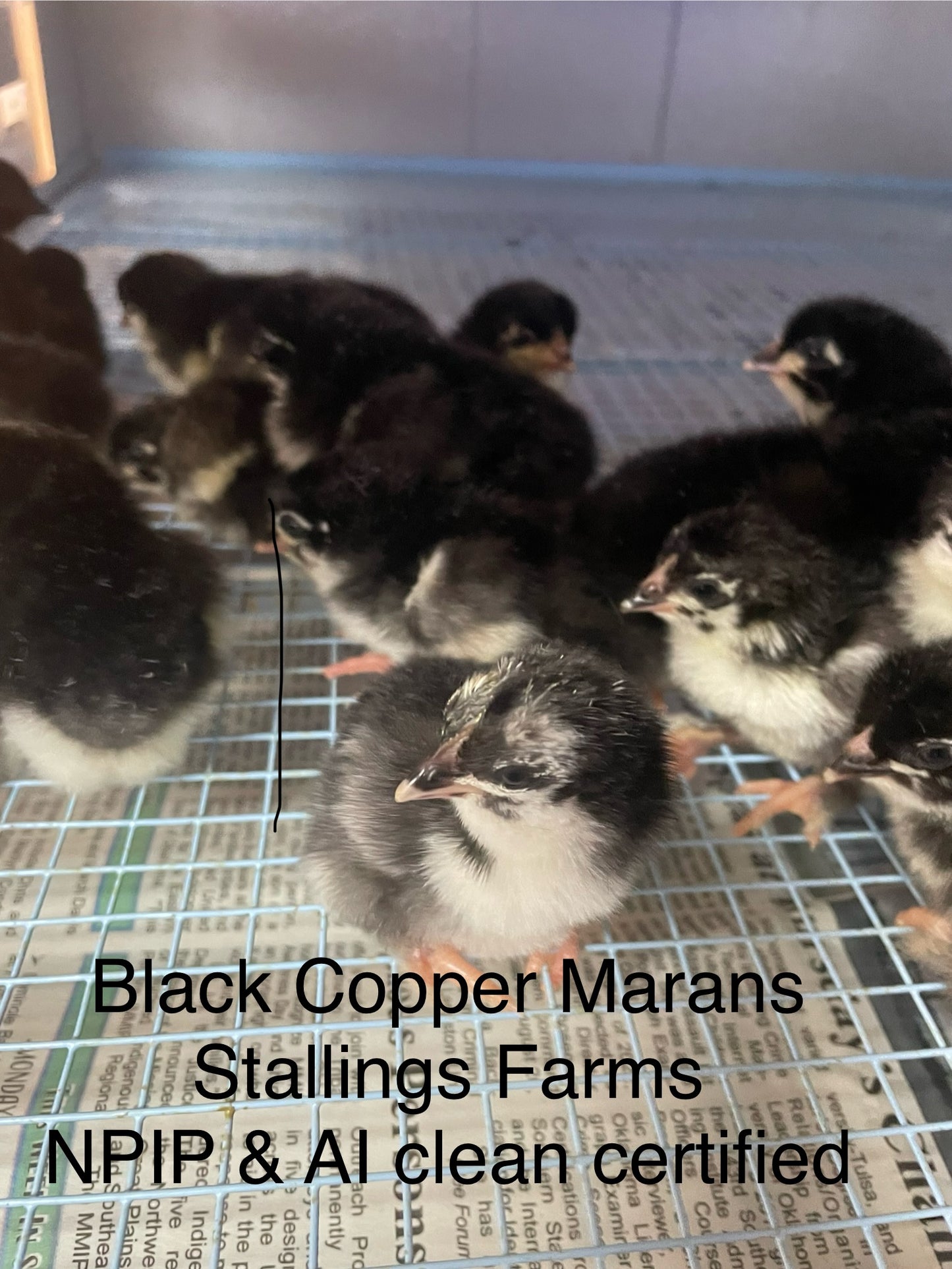 Black Copper Marans chicks. Purchase a dozen, shipping is free month of June.