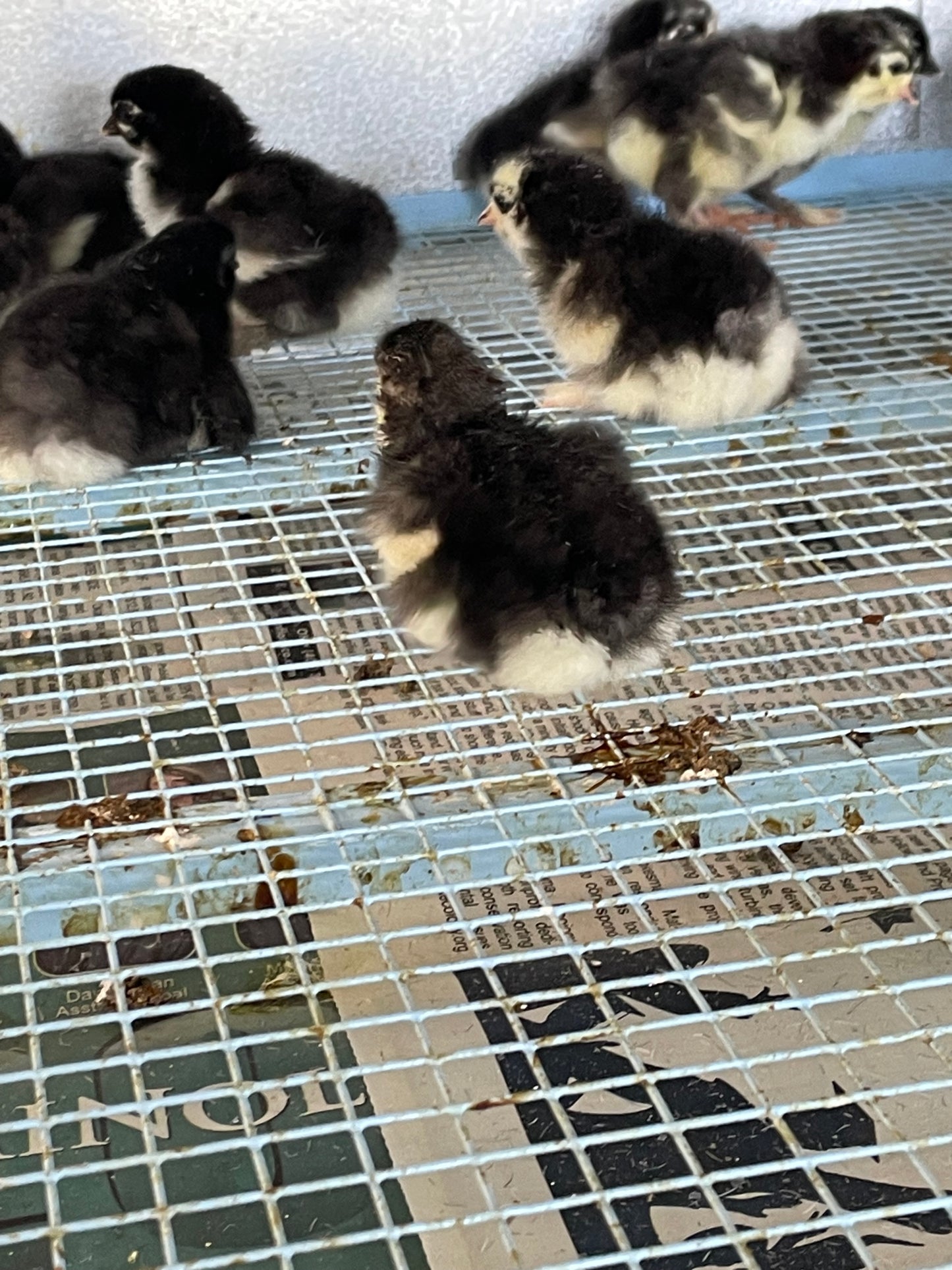 Black Copper Marans chicks. Purchase a dozen, shipping is free month of June.