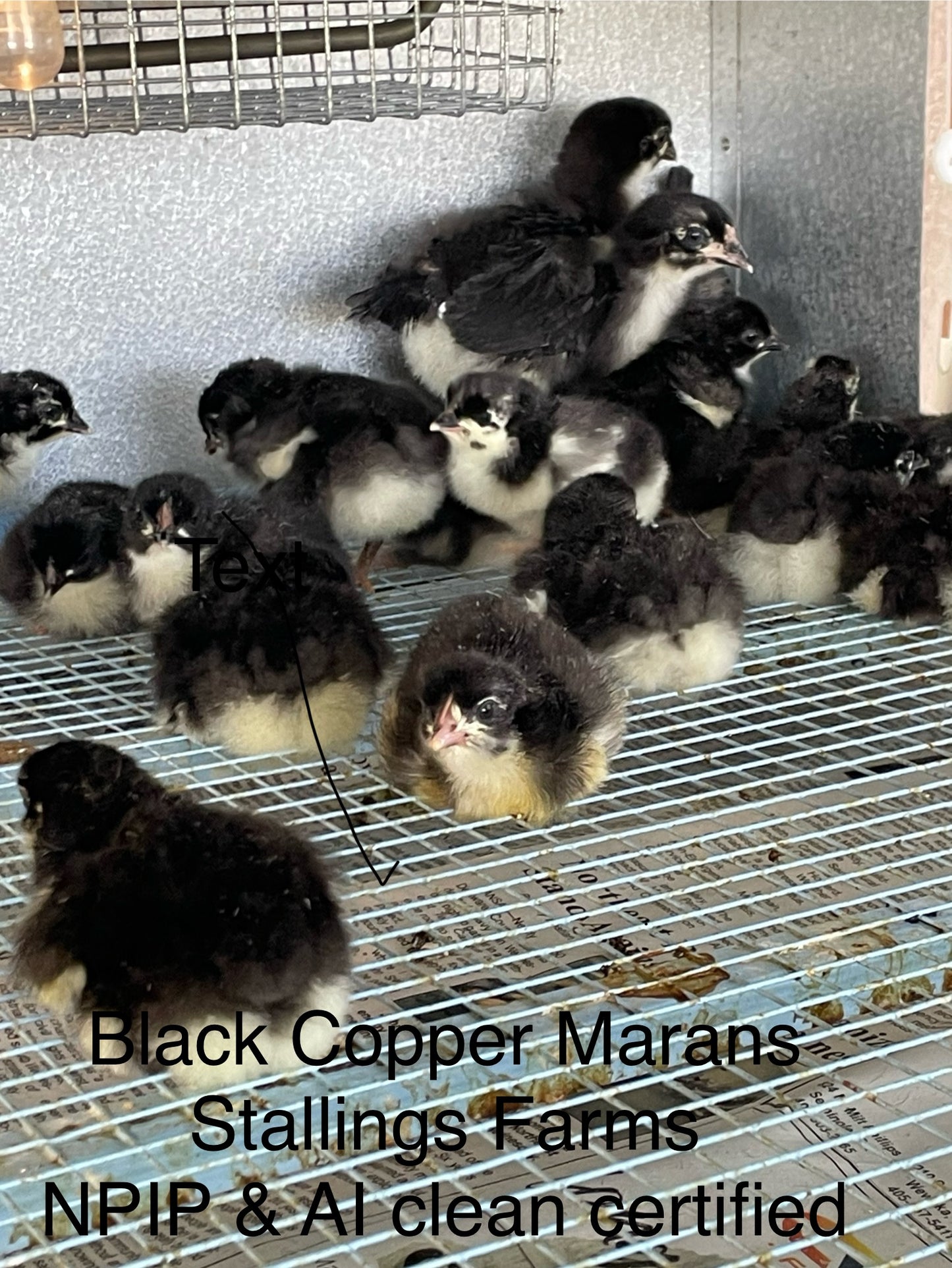 Black Copper Marans chicks. Purchase a dozen, shipping is free month of June.