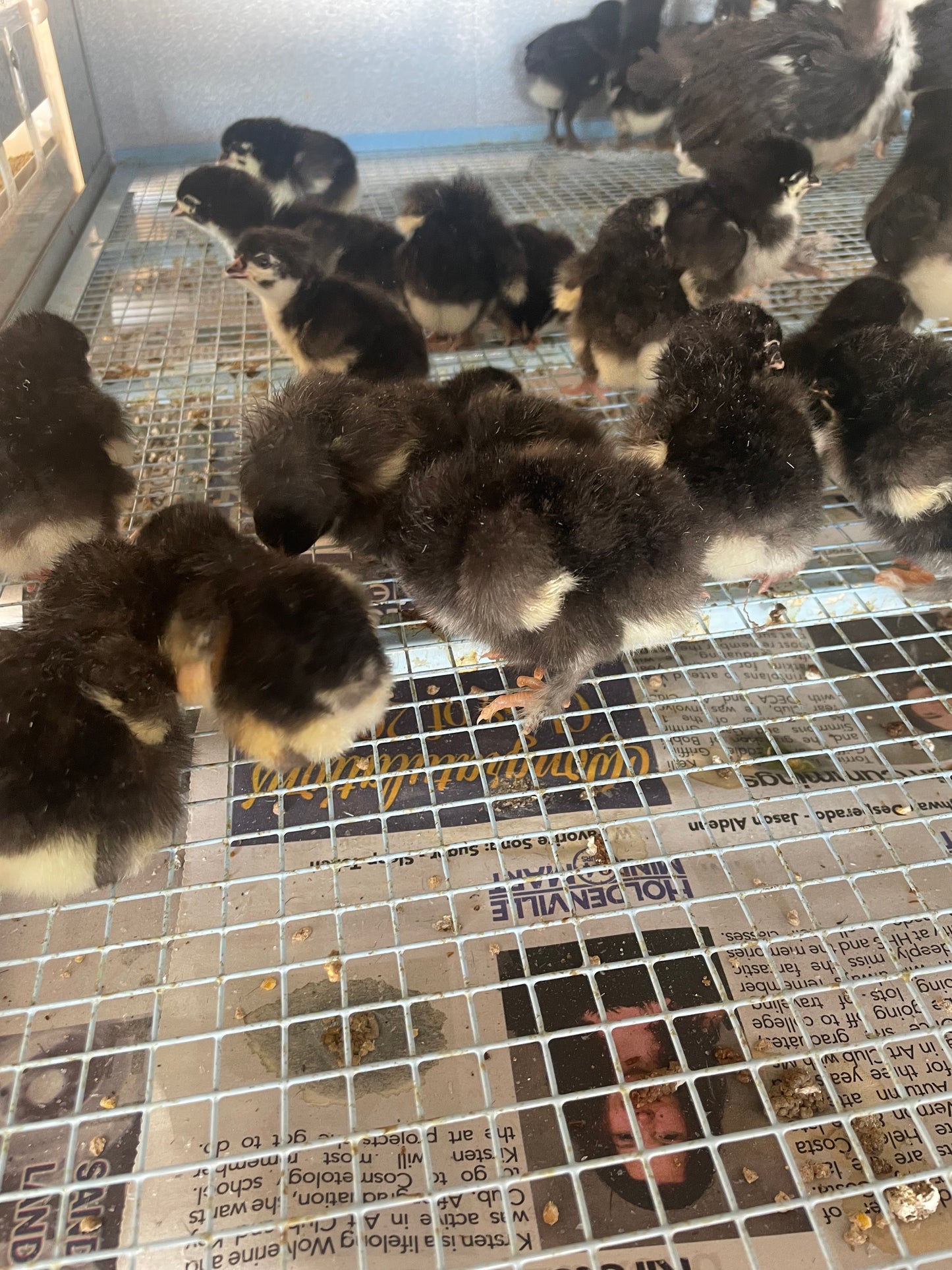 Black Copper Marans chicks. Purchase a dozen, shipping is free month of June.