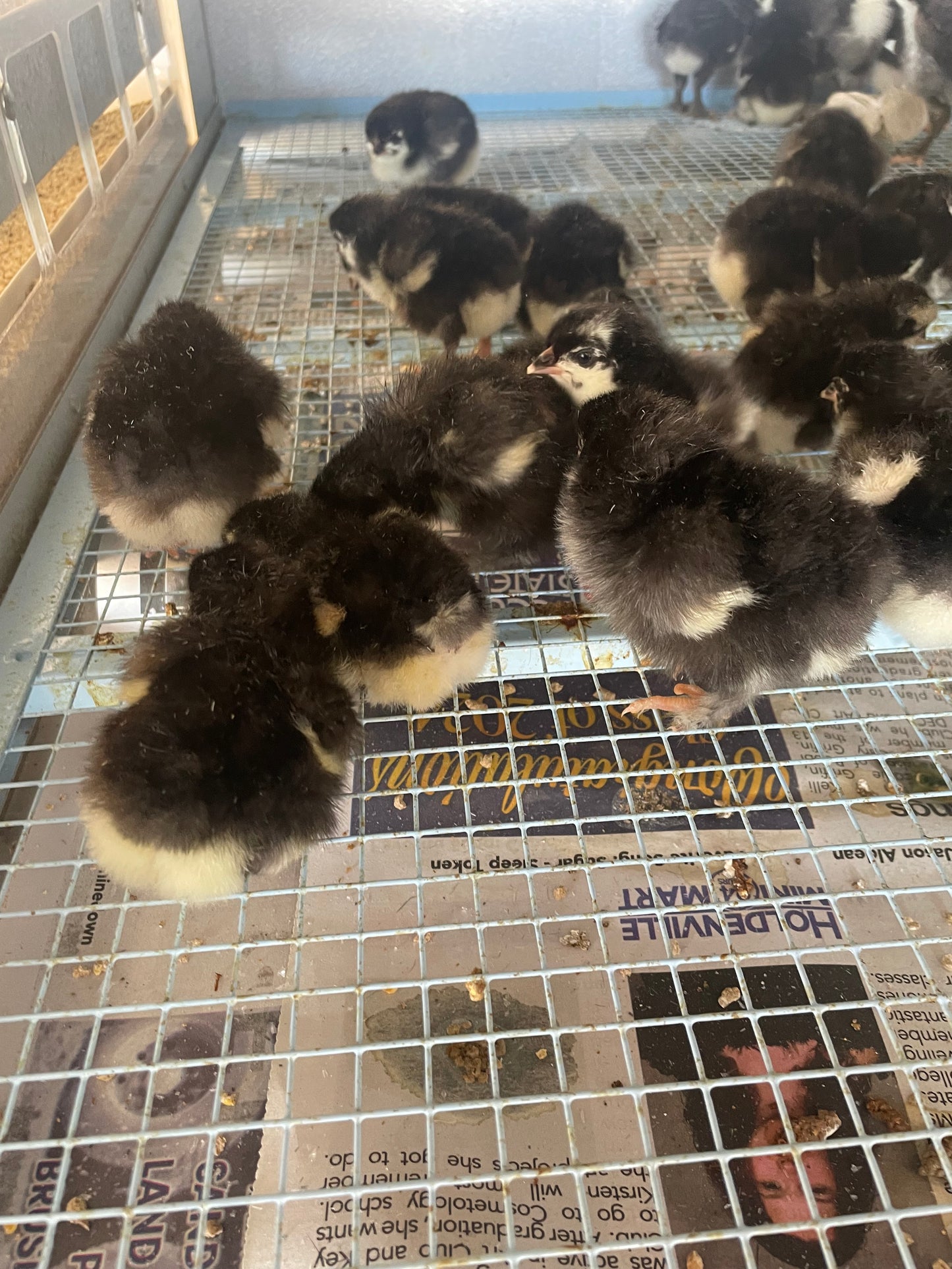 Black Copper Marans chicks. Purchase a dozen, shipping is free month of June.