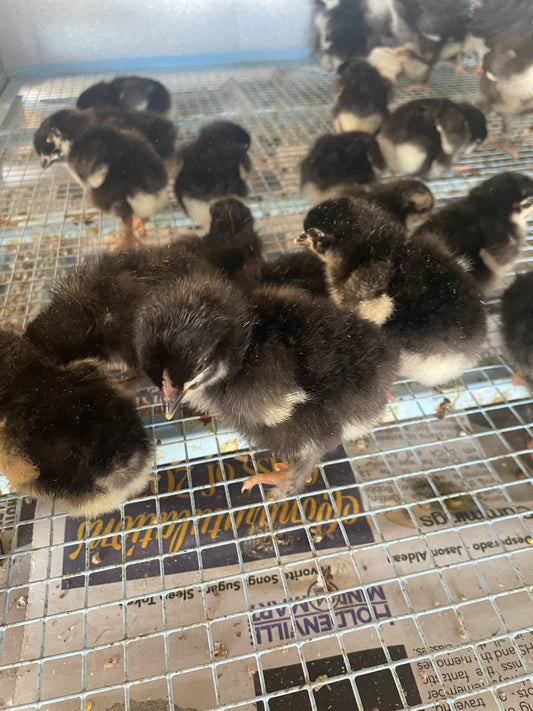 Black Copper Marans chicks. Purchase a dozen, shipping is free month of June.