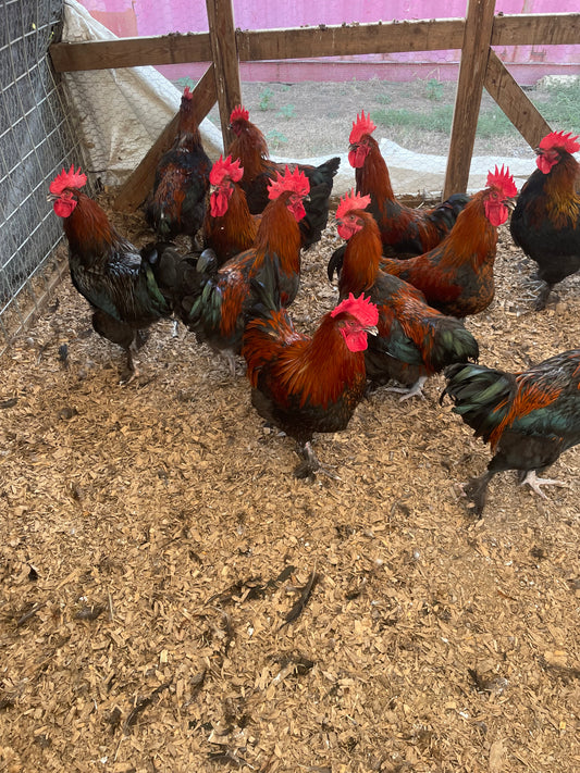 Black Copper Marans Breeding Cockreles hatched from 8-9 color eggs. 7-10 months old