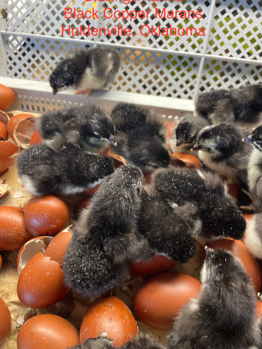 Black Copper Marans Chicks. Order Includes 6 Chicks And Shipping