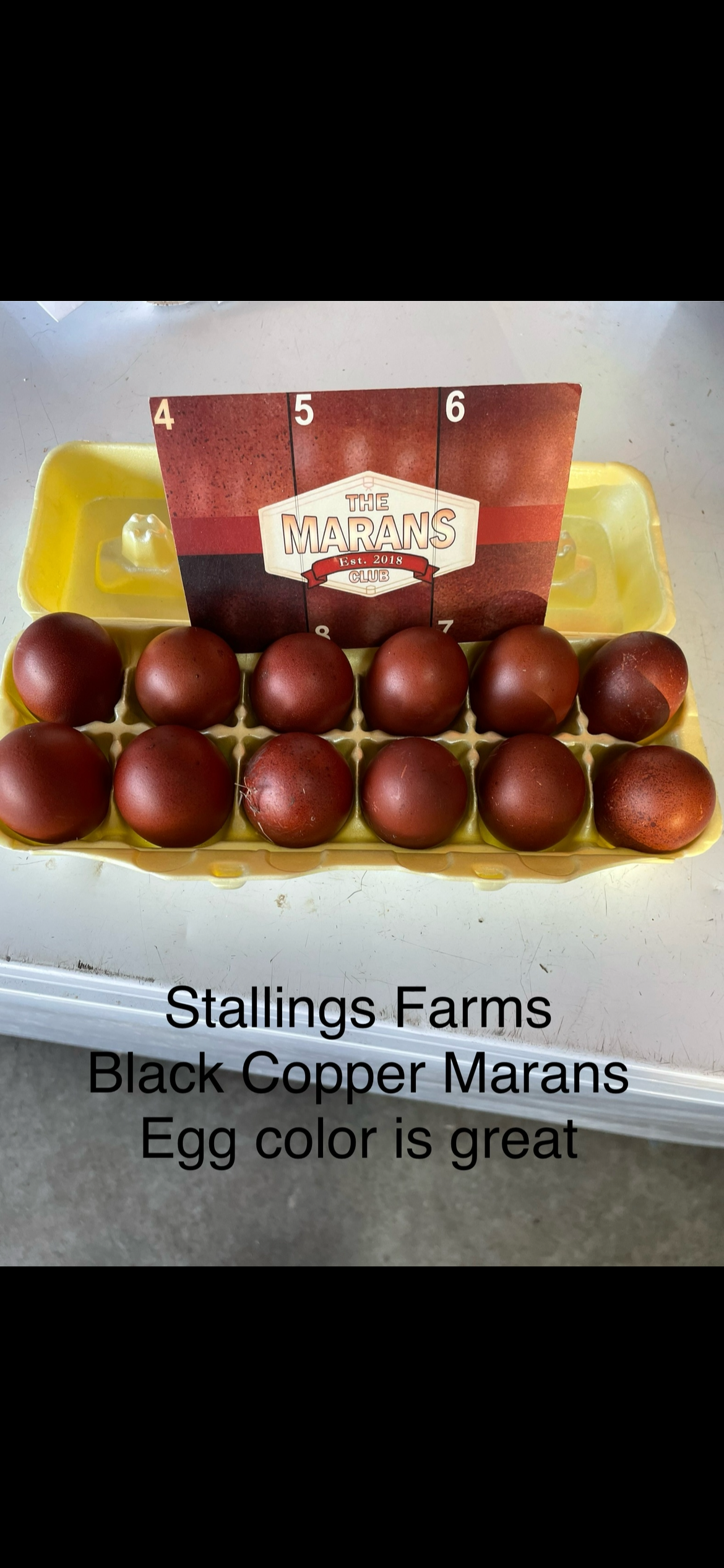 Black Copper Marans chicks. Purchase a dozen, shipping is free month of June.