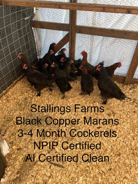 Black copper Marans Cockerels 4-5 Month Old