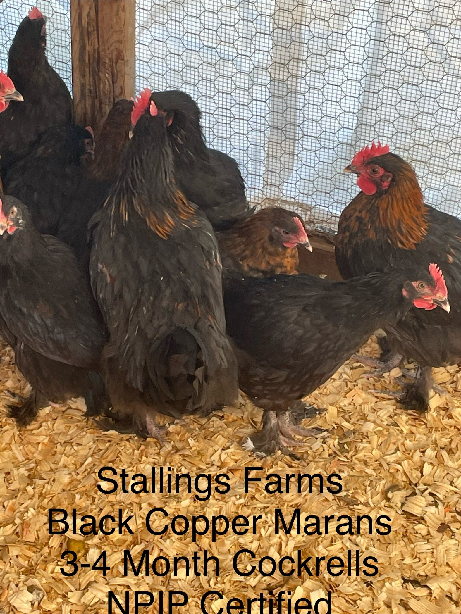 Black copper Marans Cockerels 4-5 Month Old – Stallings Farms